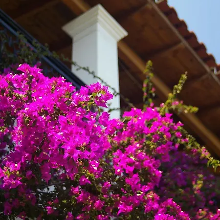 Marialice Apartment Dassia  Exterior photo